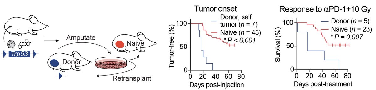 In addition to studying tumor cells, we also looked at how these tumor models change the immune system. Using auto-transplantation experiments, we discovered tumor-specific immune tolerance in the primary model system.