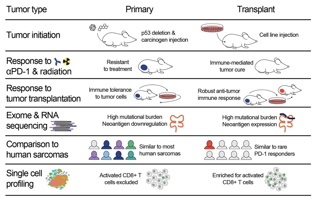 Transplant tumors growing in syngeneic mice are the most commonly used animal model for preclinical immunotherapy studies, and these findings help to explain why so many immunotherapies that show efficacy in transplant tumor models underperform when translated to cancer patients.
