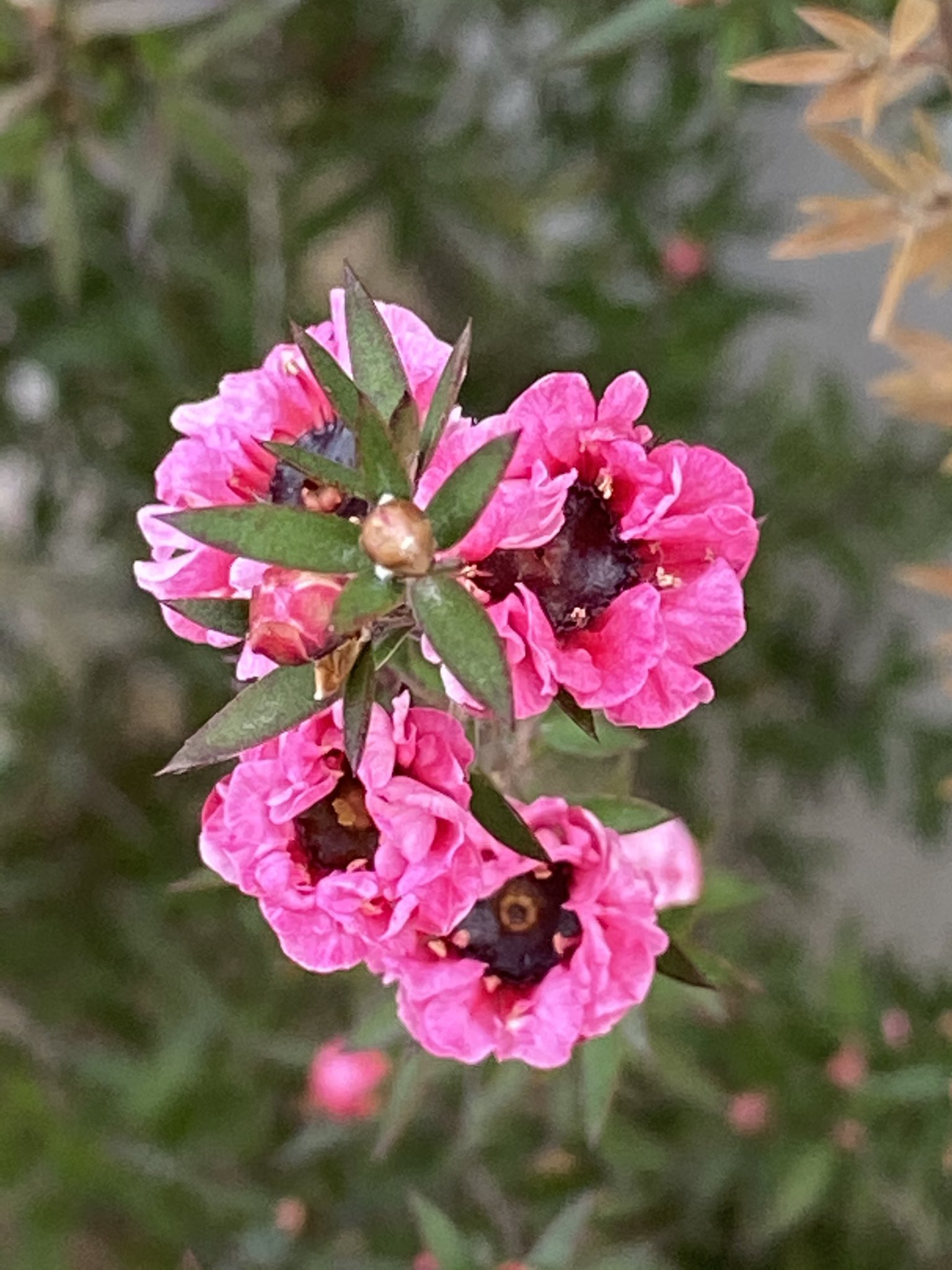 花丸花子 ギョリュウバイ マヌカハニーの蜜源になる花だと知った時はちょっと意外だった ギョリュウバイの花言葉の一つ 素朴な強さ 私も素朴な強さが欲し い 花好きな人と繋がりたい 花のある暮らし 花言葉 T Co Rfjlnpojjg Twitter