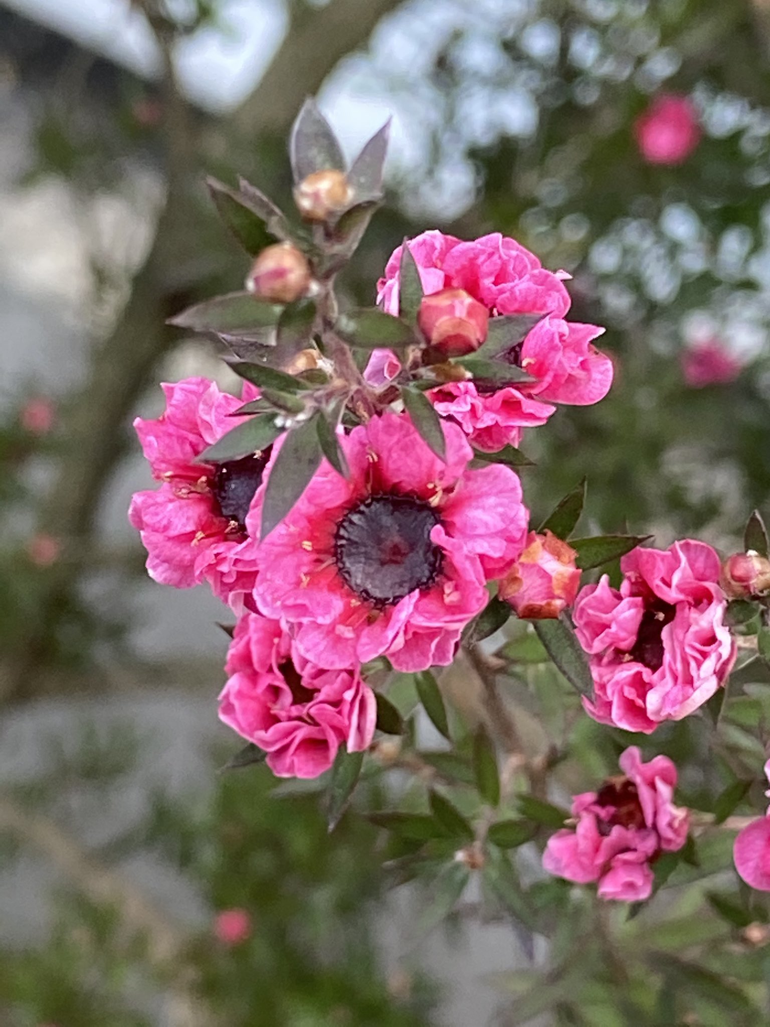 花丸花子 ギョリュウバイ マヌカハニーの蜜源になる花だと知った時はちょっと意外だった ギョリュウバイの花言葉の一つ 素朴な強さ 私も素朴な強さが欲し い 花好きな人と繋がりたい 花のある暮らし 花言葉 T Co Rfjlnpojjg Twitter