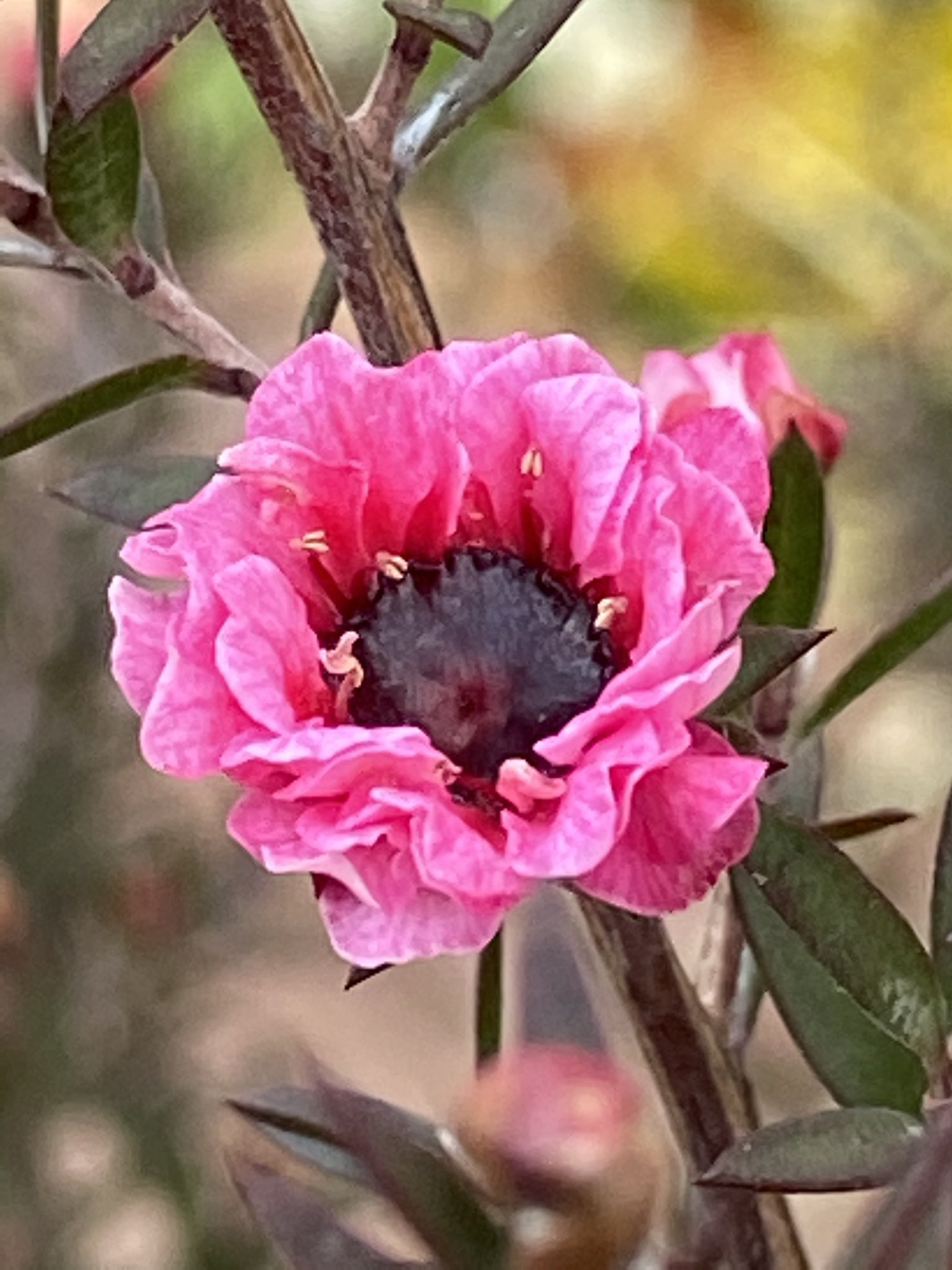 花丸花子 ギョリュウバイ マヌカハニーの蜜源になる花だと知った時はちょっと意外だった ギョリュウバイの花言葉の一つ 素朴な強さ 私も素朴な強さが欲し い 花好きな人と繋がりたい 花のある暮らし 花言葉 T Co Rfjlnpojjg Twitter