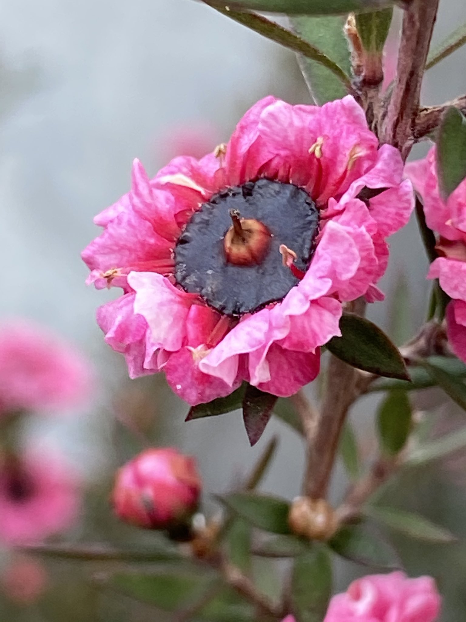 花丸花子 ギョリュウバイ マヌカハニーの蜜源になる花だと知った時はちょっと意外だった ギョリュウバイの花言葉の一つ 素朴な強さ 私も素朴な強さが欲し い 花好きな人と繋がりたい 花のある暮らし 花言葉 T Co Rfjlnpojjg Twitter