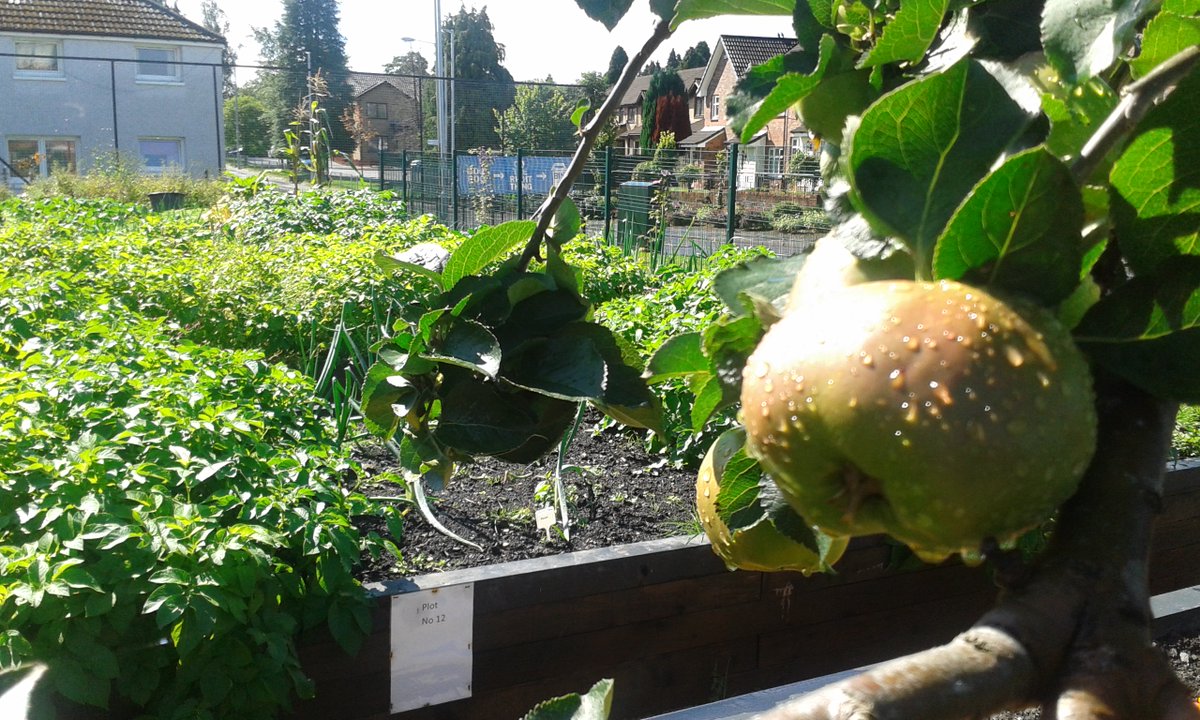 A wee reminder of summer.. Bellsmyre Community Gardens, one of the Learn and Grow training hubs.