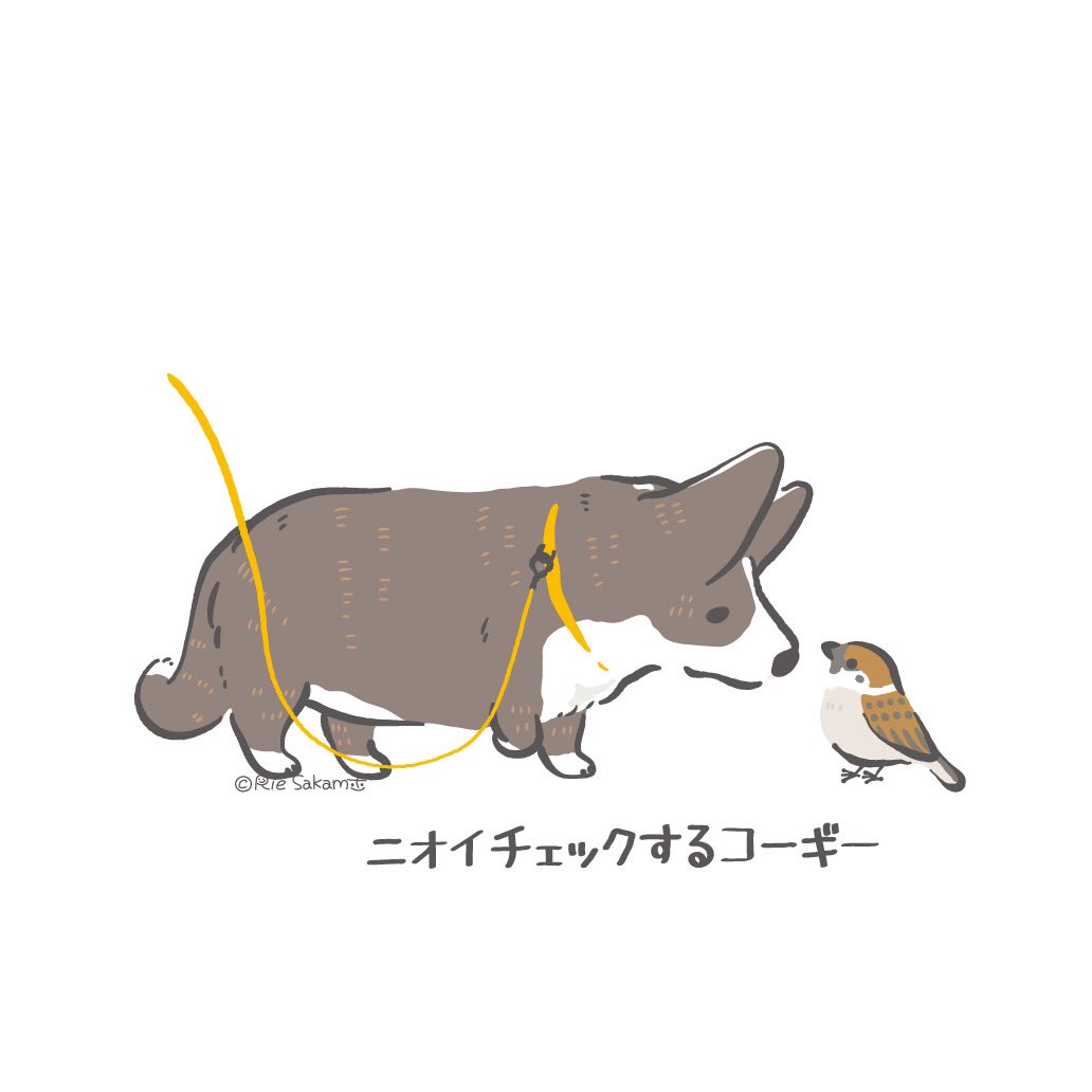 「お散歩に行ったときのコーギーあるある / ニオイチェックするコーギー(7/11)」|サカモトリエ/イラストレーターのイラスト