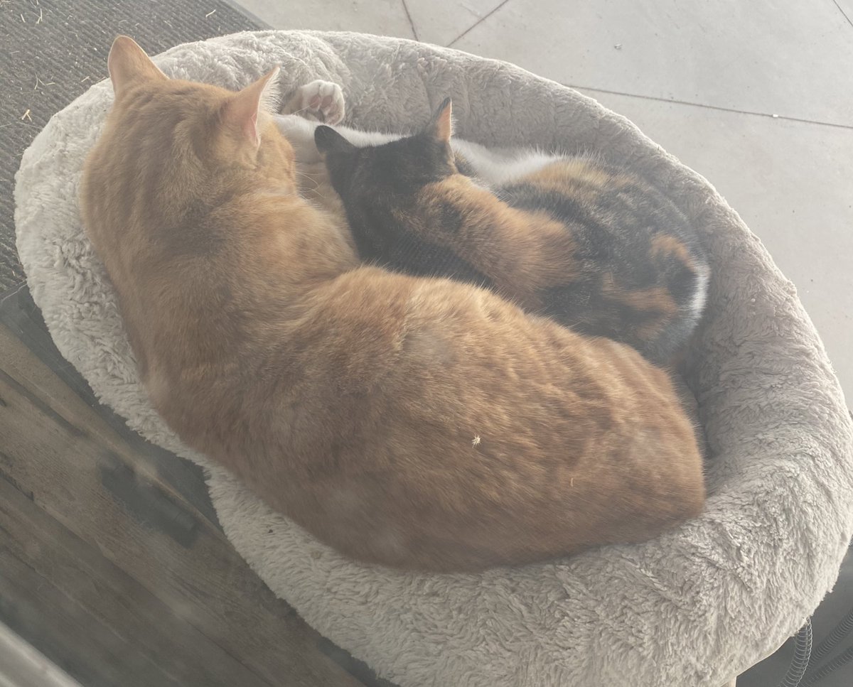 TractorNinja's tweet photo. Finally, after 2 years of #catwrangling the #porchstorm seems thankful to have the porch back to themselves. #tiki and her babies went to a farm in need of mousers๐ฅณ๐ฅฐ#thunder and #twister have hardly left the porch or their dirty bed since #notthecatlady https://t.co/4h0JO7XXro