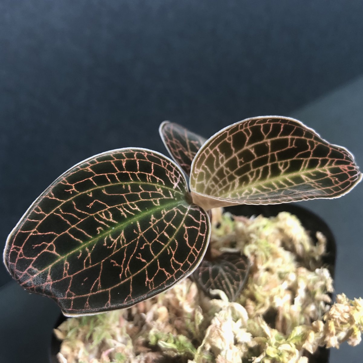 The Gaki ジュエルオーキッド マコデスの花が花笑みました 花笑む 大和言葉で 花が咲く という意味らしい 美しい言葉なので今後 使いたいなって 数年後 この子の遺伝子を引き継いだ株を T Co Ilooohylrq ジュエルオーキッド The Gaki ジュエルオーキッド マコデスの花が花笑みました 花笑む 大和言葉で 花が咲く という意味らしい 美しい言葉なので今後 使いたいなって 数年後 この子の遺伝子を引き継いだ株を T Co Ilooohylrq ジュエルオーキッド