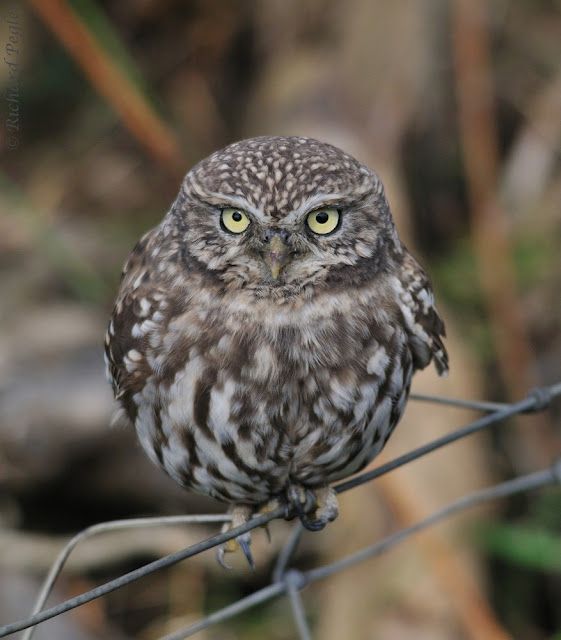 Some of you need cheering up, so here's a thread of the roundest owls I could find on the internet.