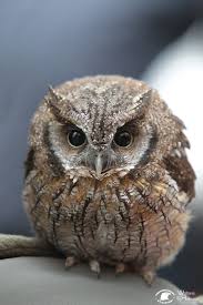 Some of you need cheering up, so here's a thread of the roundest owls I could find on the internet.