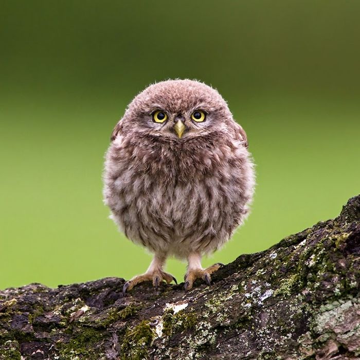 Some of you need cheering up, so here's a thread of the roundest owls I could find on the internet.