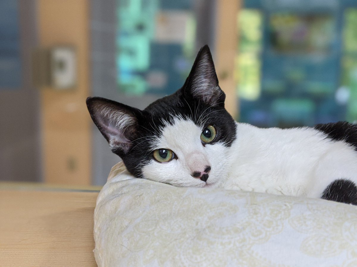 Animal_Friends's tweet image. Our community-wide collection event begins at 10 a.m. Stop by one the locations listed below with your donations!
Animal Friends | 562 Camp Horne Road, Pittsburgh, PA 15237
Workshop Pittsburgh | 5131 Penn Avenue, Pittsburgh, PA 15224