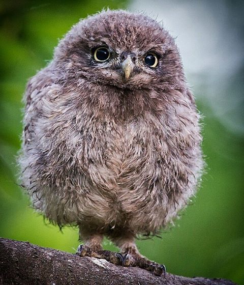 Some of you need cheering up, so here's a thread of the roundest owls I could find on the internet.