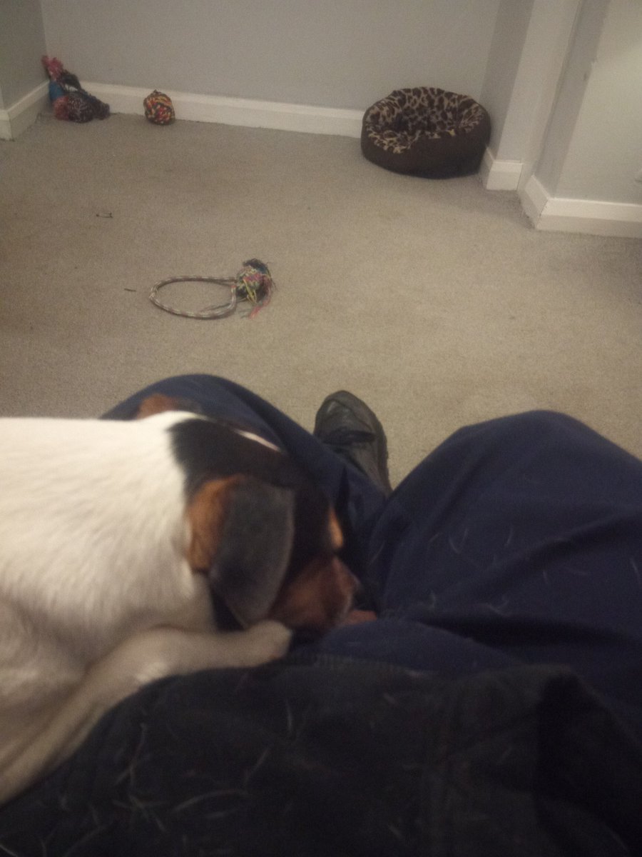 Auriga_ZA's tweet photo. Someone's knackered after a long walk. #jack_russell #Heidi #dogs_of_twitter https://t.co/DdlvzN23Oi