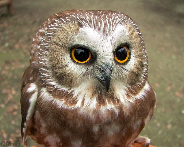 Some of you need cheering up, so here's a thread of the roundest owls I could find on the internet.