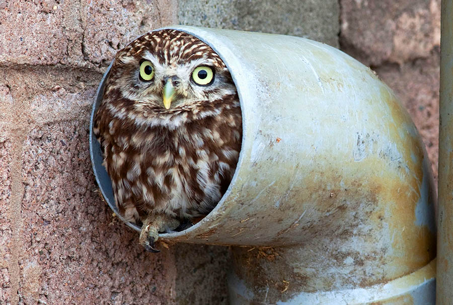 Some of you need cheering up, so here's a thread of the roundest owls I could find on the internet.