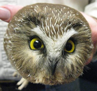 Some of you need cheering up, so here's a thread of the roundest owls I could find on the internet.