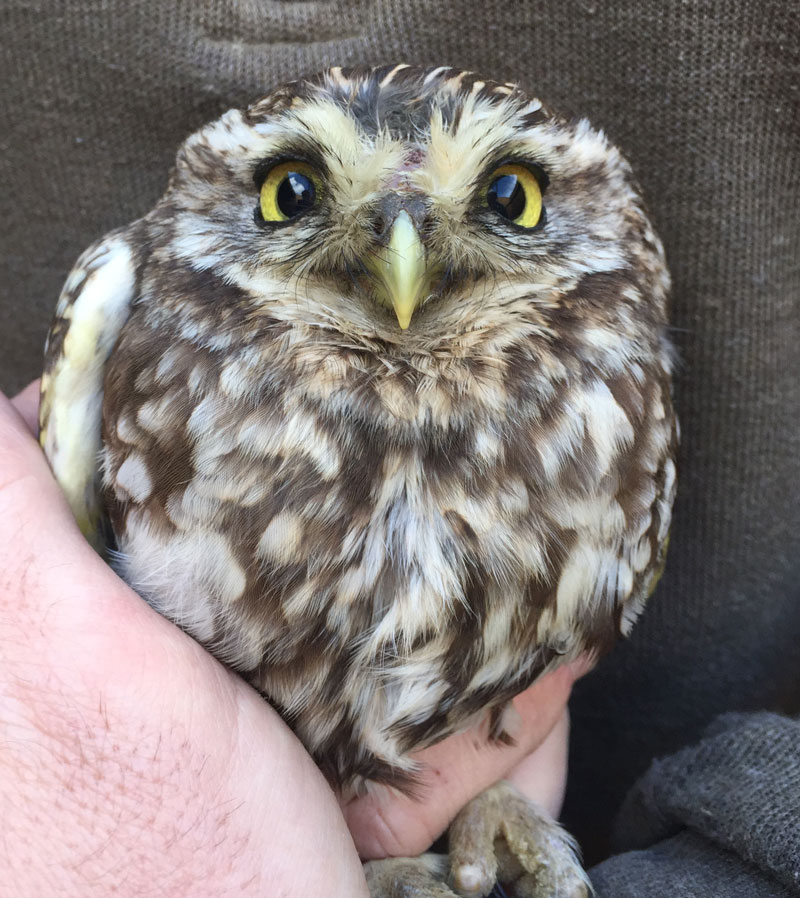 Some of you need cheering up, so here's a thread of the roundest owls I could find on the internet.