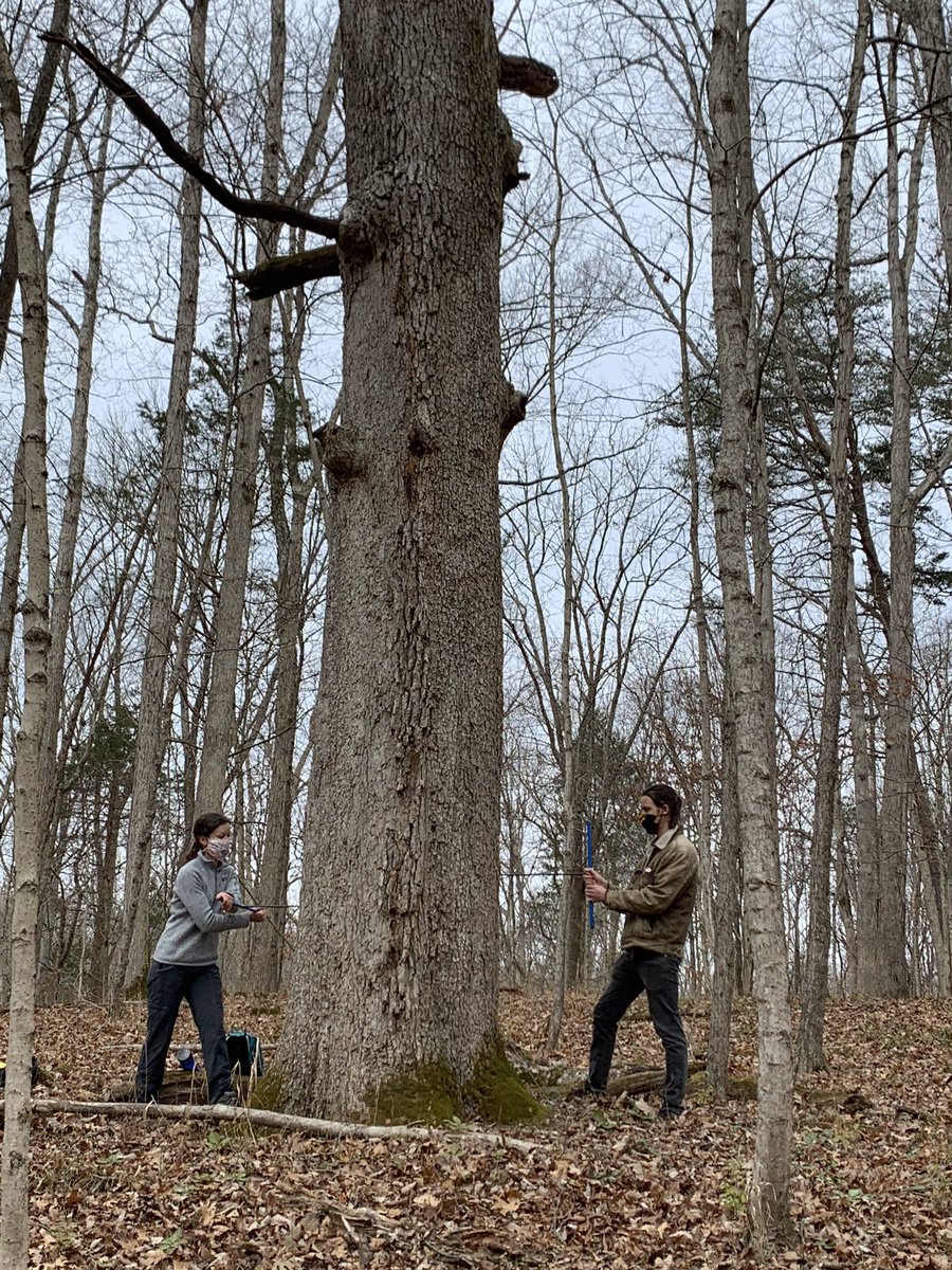 MRochner86's tweet photo. Yet another site added to the #urbantree network, the peri-urban Turkey Run Park @TheParklands. Cold and cloudy day of coring big and gnarly chinquapin #oak. Nothing crazy old but excited to see the ages on a few of these guys. #dendrochronology #treerings #ThisIsGeography https://t.co/QCiY8i51oO