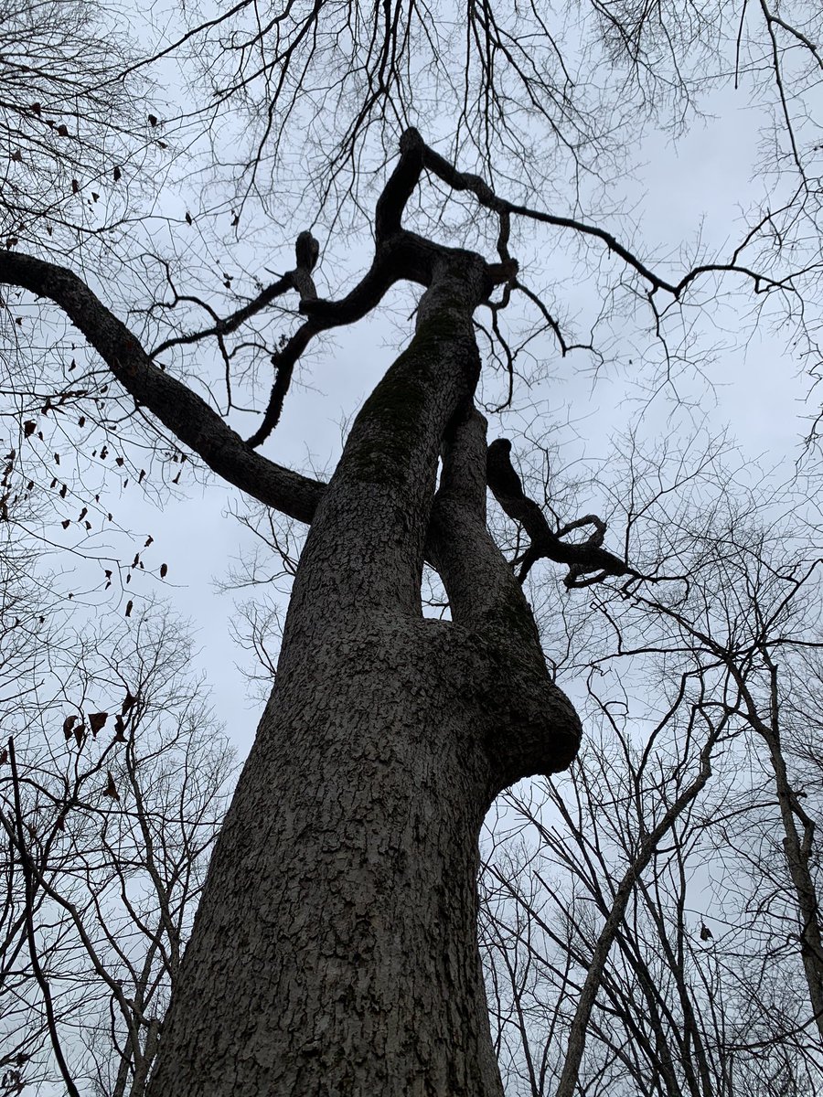 MRochner86's tweet photo. Yet another site added to the #urbantree network, the peri-urban Turkey Run Park @TheParklands. Cold and cloudy day of coring big and gnarly chinquapin #oak. Nothing crazy old but excited to see the ages on a few of these guys. #dendrochronology #treerings #ThisIsGeography https://t.co/QCiY8i51oO