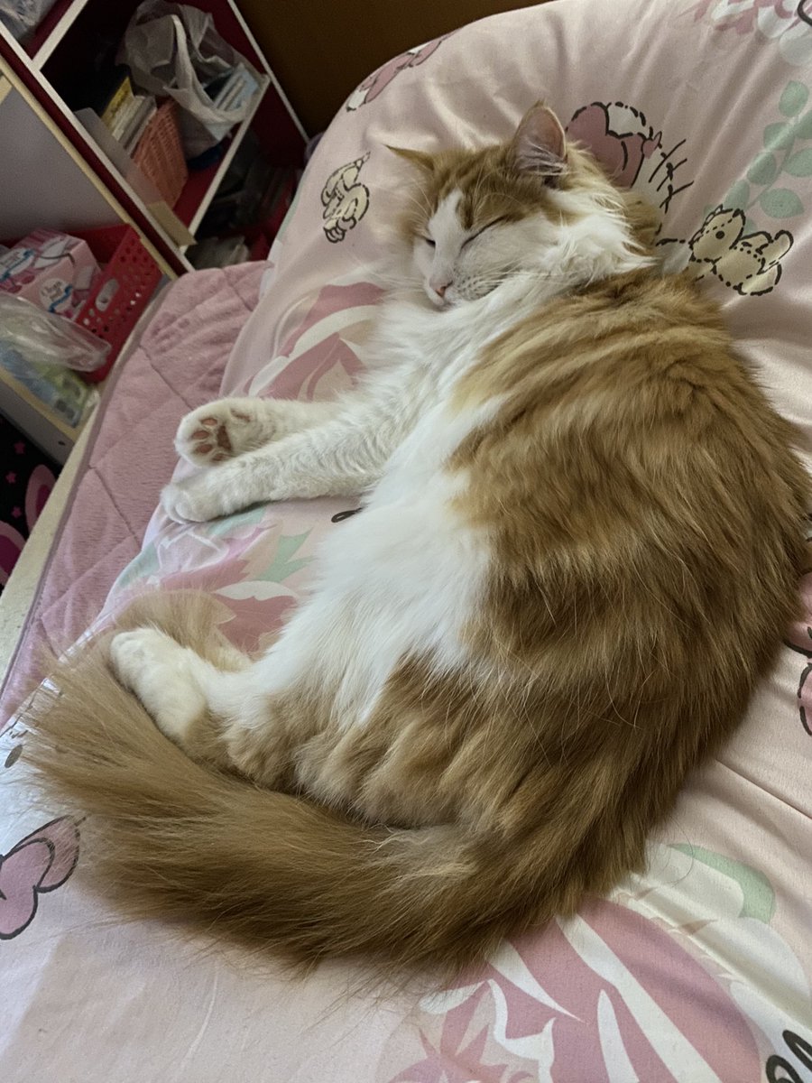 のるちゃん ノルウェージャンフォレストキャット しっぽパタパタ のる動画 ノルウェージャンフォレストキャット 猫