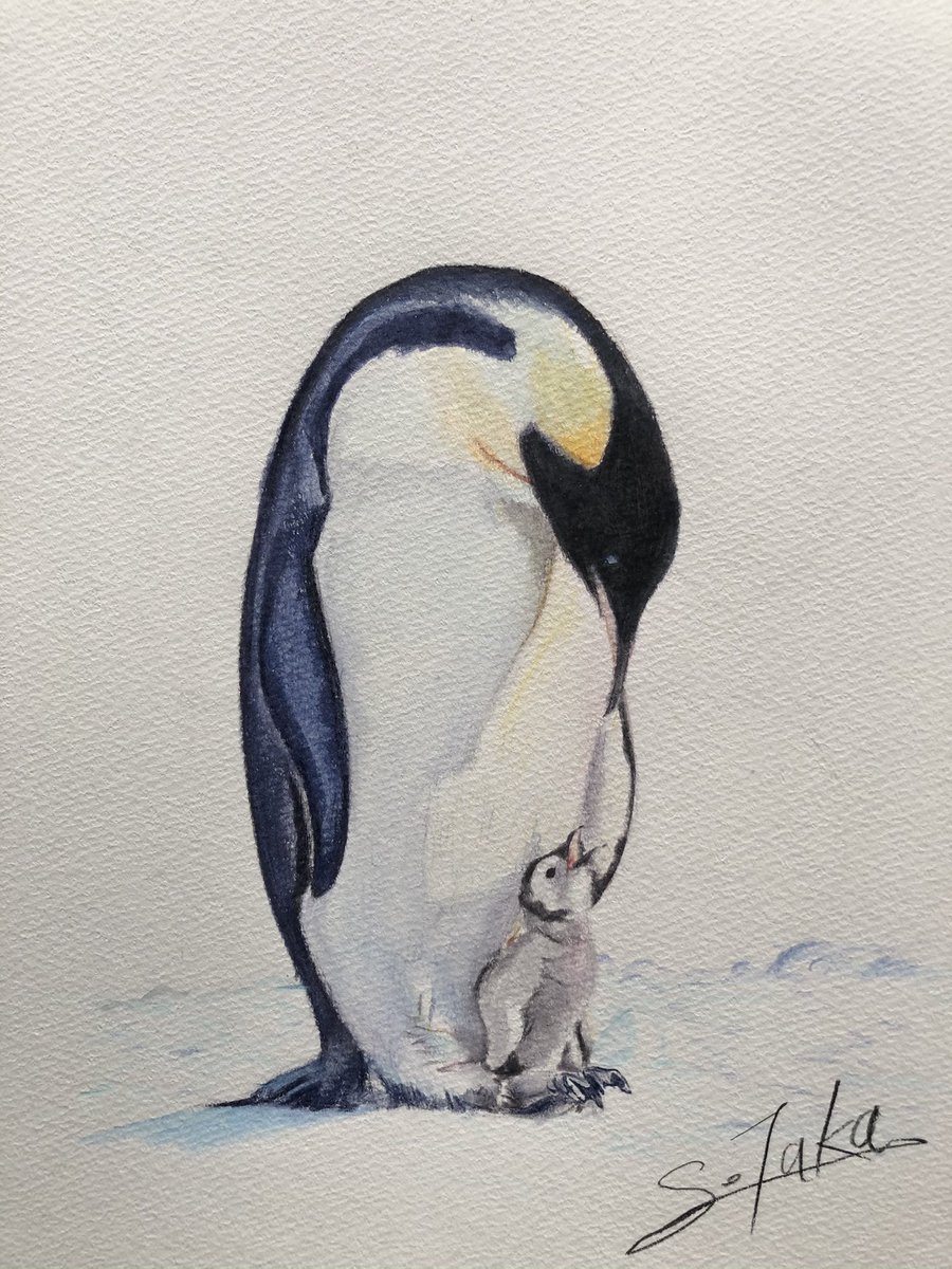 タッカー 水彩色鉛筆 ペンギン親子 一時間クオリティなのにわりかしいい出来w ペンギンかわいい ペンギン ペンギンイラスト ペンギン親子 ペンギン子連れ イラスト 絵 アート Art 画 色鉛筆 スケッチ Ilustration Ilustrations Paint