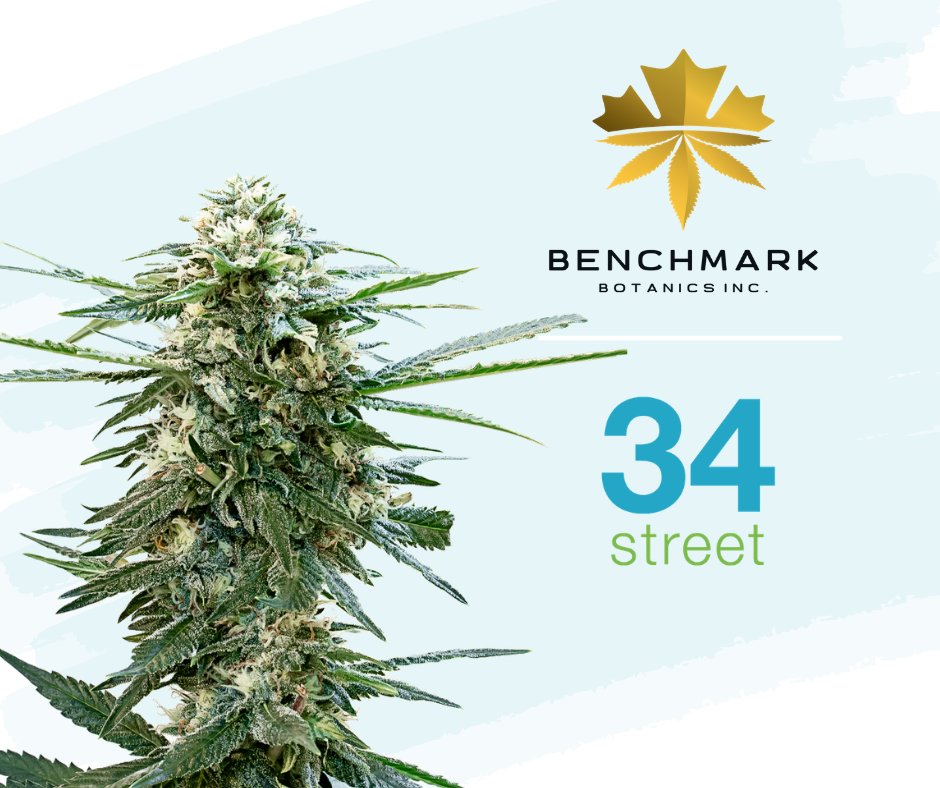 benchmarkbc's tweet photo. Benchmark Botanics is proud to announce our partnership with 34th Street in bringing their Pink Lemonade and Double Chocolate pre-rolls to market! Please stay tuned for further updates as to where you can find these great products from Benchmark Botanics and 34th Street. https://t.co/MxAs0QSGPh