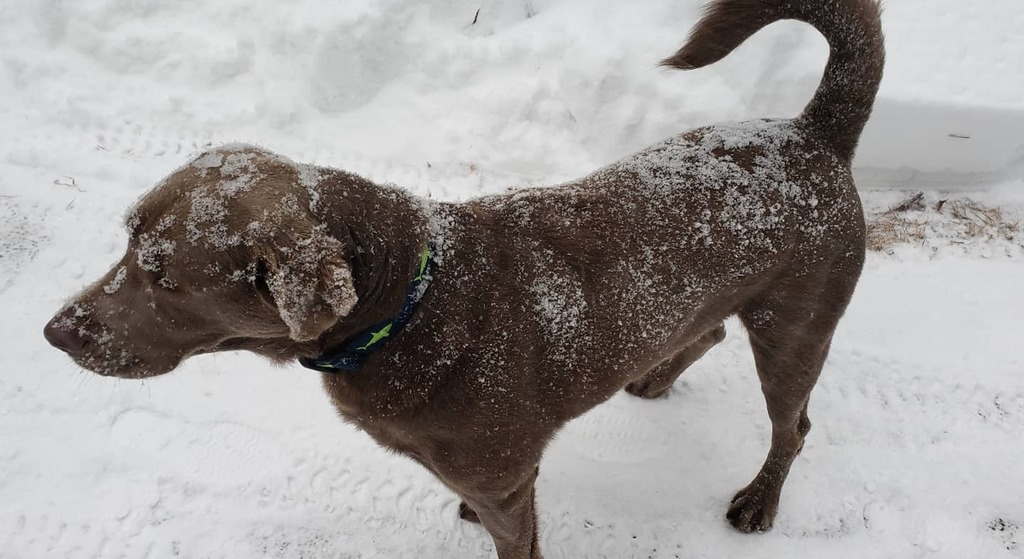 KrauseDave's tweet image. Bash had a fun day in the snow today.  We ended up with 18" fluffy inches of snow.

@bluedogdaycare #silverlabs #silverlab #silverlabsofinstagram #silverlabrador #harpswellmaine #harpswell #harpswellme #snowday #snowdog instagr.am/p/CI6nY8TH_Fw/