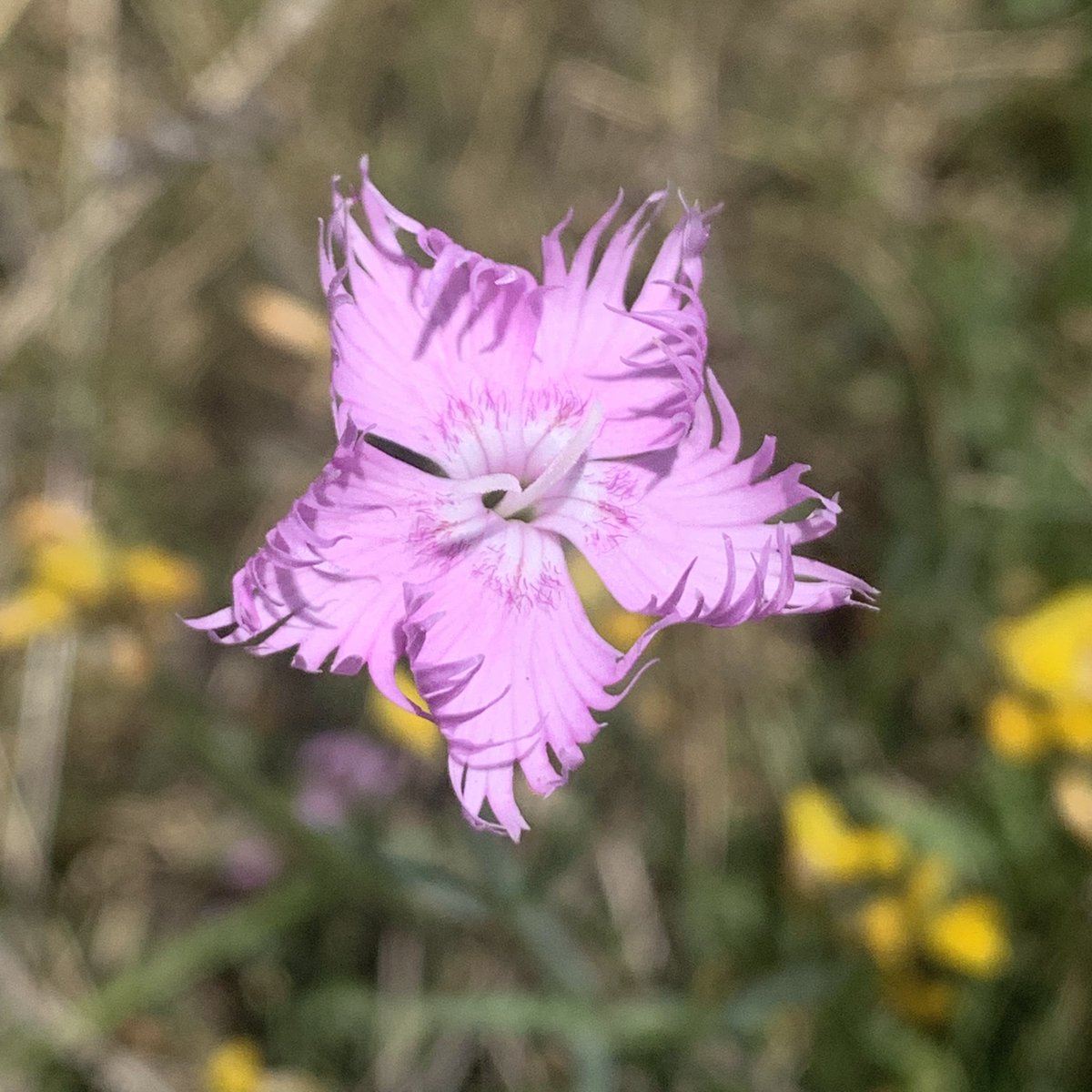 Papaver23's tweet photo. #simetries https://t.co/rOypC8BhJi
