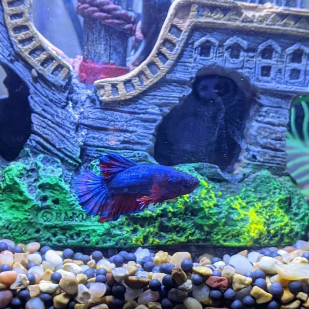 FKACommunity's tweet photo. Meet Aries! One of our new members Kirasol got this little boy as their first fish and we are excited they joined the hobby!

#Plantedtank #aquascaping #aquarium #natureaquarium #plantedaquarium #aquaticplants #fishes #plants #plantsofinstagram #tropical… https://t.co/4WwX7R0s1T https://t.co/94pnWIbZhj