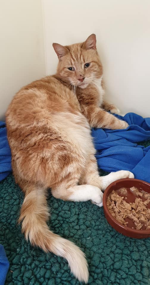 The_Animal_Team's tweet photo. Stray #cat, still at #MedwayParkVets. #Found on #NapierRoad #Gillingham on 12/12.📞01634 570 530. #GingerCat #StrayCat #Cats #CatsOfTwitter #lostcat https://t.co/cXD1jJs5EG