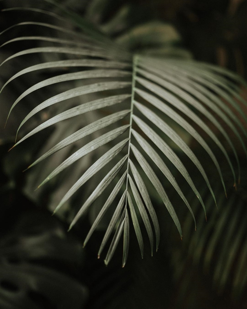 #PlantLife 🌴⁠
⁠
⁠
⁠
⁠
⁠
⁠
⁠
#interiordesign #interiors #interiorstyling #interiorinspiration #hospitalitydesign #boutiquehotel #hoteldesign #hoteldesigninspo #restaurantsofinsta #restaurantinterior #interiordesigninspo