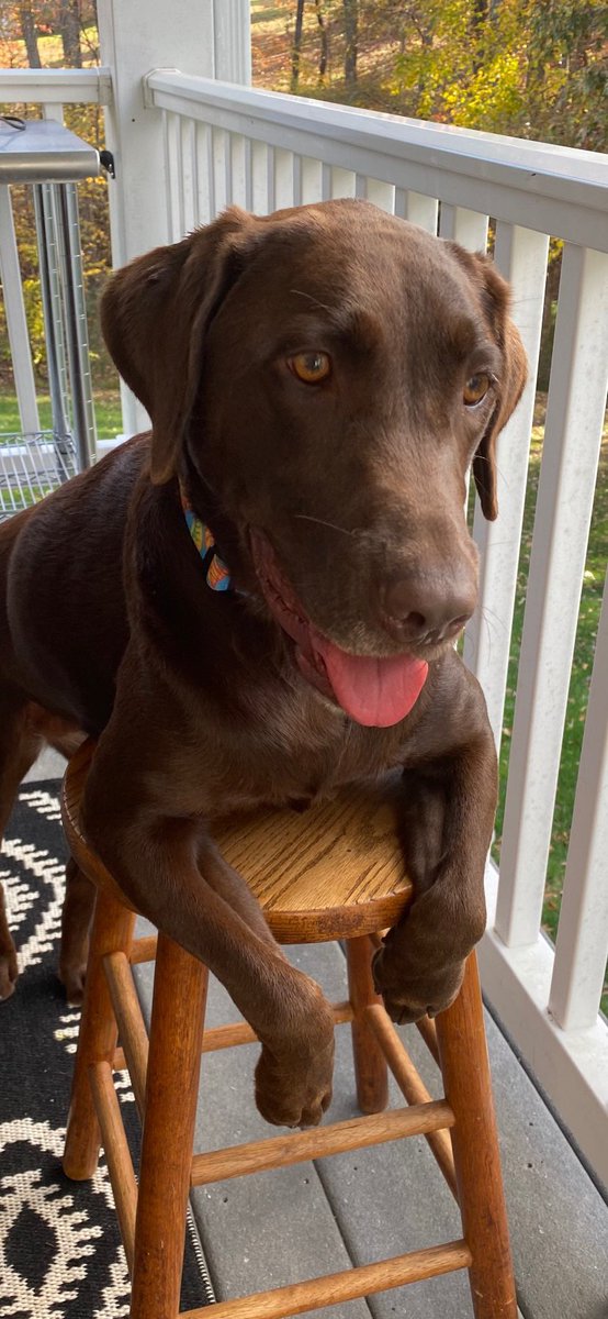 #Pupweiser