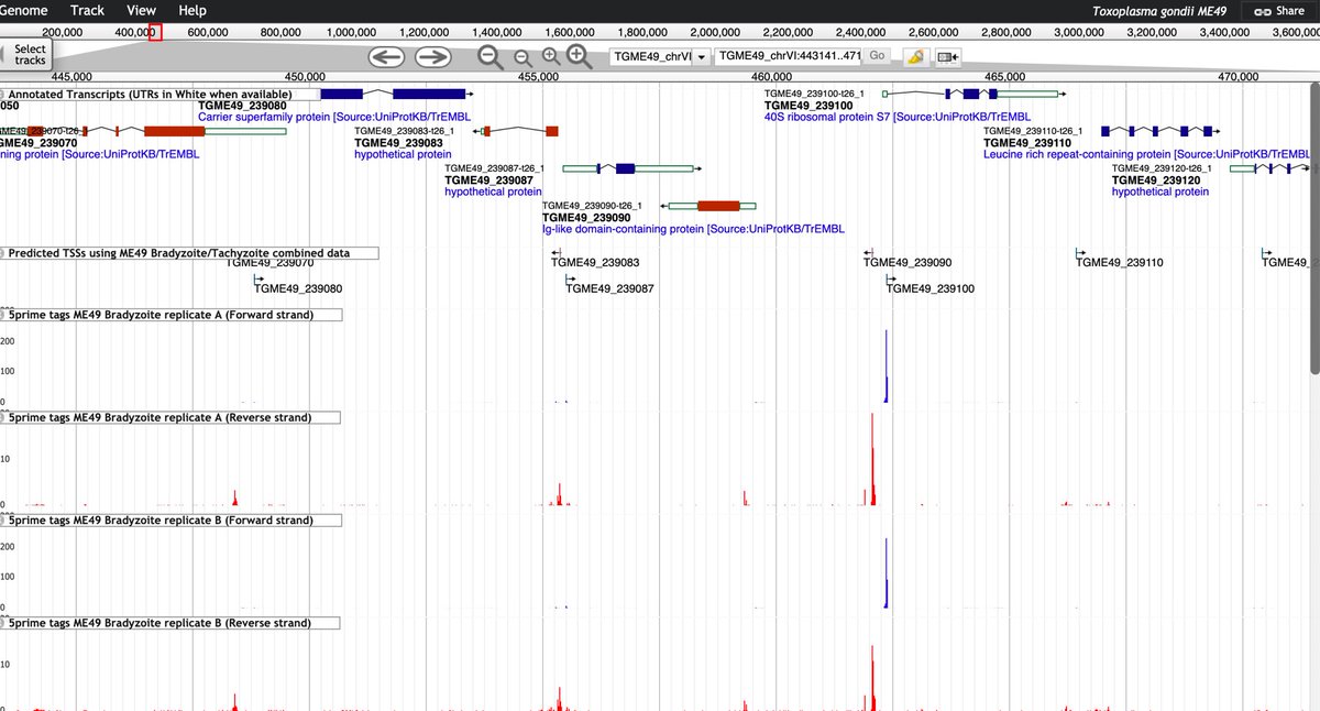veupathdb's tweet image. Have you ever wondered what is the correct transcription start site for your favorite gene? Wonder no more with this awesome new data just made available in #ToxoDB pre-publication by @LouridoLab 
→ Dataset page: toxodb.org/toxo/app/recor…
→ Genome browser: tinyurl.com/ybq2jayj