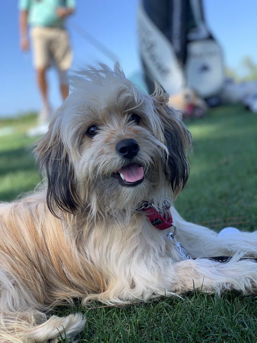 #Pupweiser Mr Gussie would look great on a can of Bud