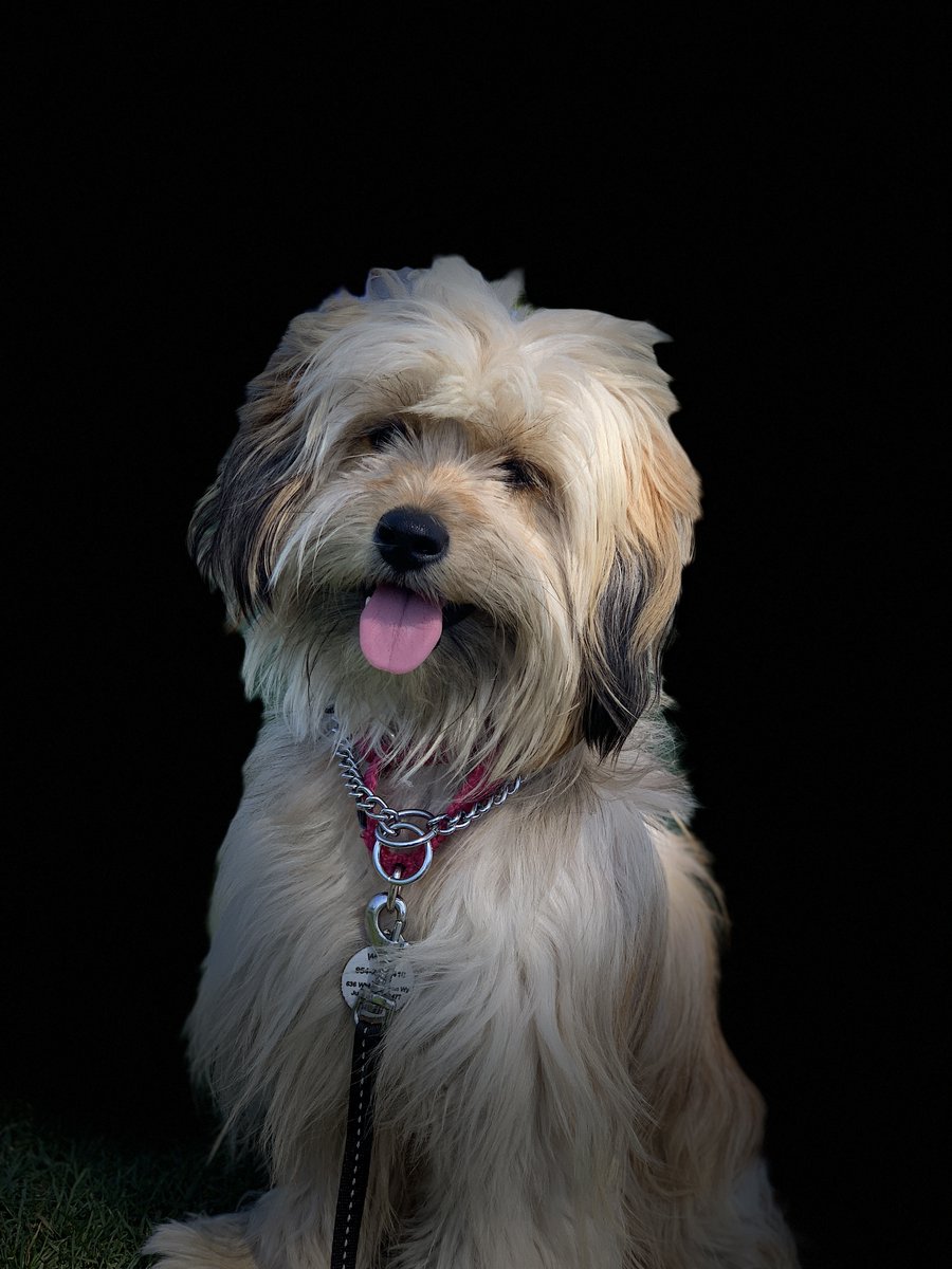 #Pupweiser Mr Gussie would be a perfect face for Budweiser.