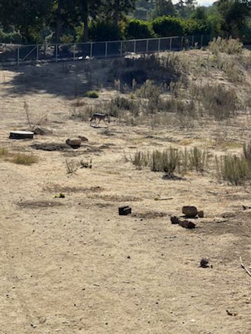 RedCarProperty's tweet photo. Neighbors often say theyβve never seen a coyote. Do you see the coyote in this photo? #NatureinLA https://t.co/SNSXclNh6k