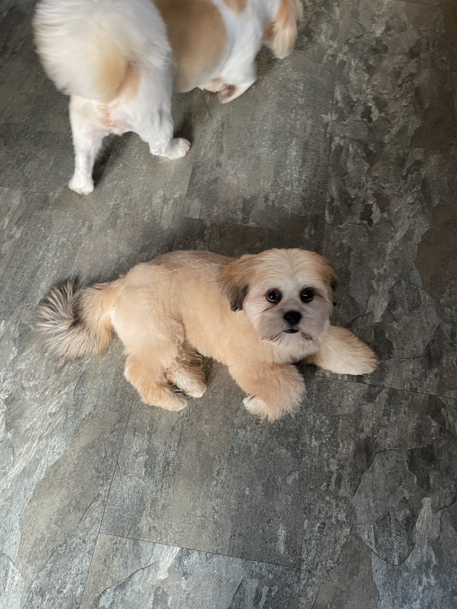 🐶🐶 looking good with their Xmas cuts! Thanks <a href="/DogOneGrooming/">DogOne.</a>