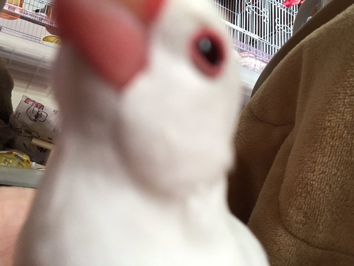 まめ福 どアップ 文鳥 文鳥かわいい 白文鳥 まめちゃん 白文鳥のまめちゃん 桜文鳥 福ちゃん 桜文鳥の福ちゃん