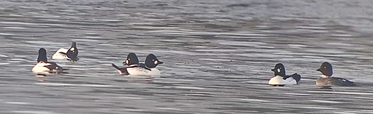 Vogels6's tweet photo. Ook de #BRILDUIKER is weer terug op de #Maas bij #Maastricht

@vogelnieuws @waarneming @sovon @VroegeVogels 
@natuuronline @volgdenatuur

#Common_Goldeneye #Bucephala_clangula #Schellente https://t.co/eR8eoGL7sH