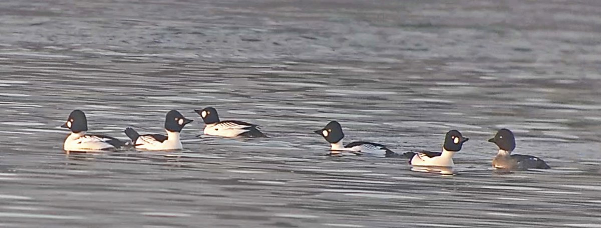 Vogels6's tweet photo. Ook de #BRILDUIKER is weer terug op de #Maas bij #Maastricht

@vogelnieuws @waarneming @sovon @VroegeVogels 
@natuuronline @volgdenatuur

#Common_Goldeneye #Bucephala_clangula #Schellente https://t.co/eR8eoGL7sH