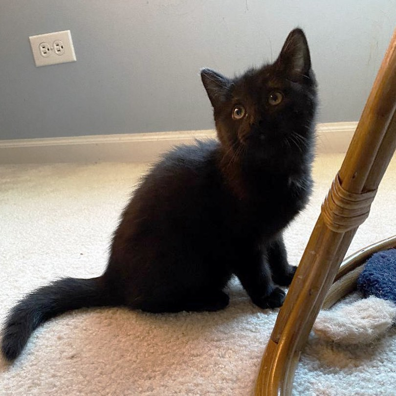 Citadel_IM's tweet photo. Happy Fursday! Today’s kitty is brought to you by the good people @FeralFixers 
Beret is an adorable 3 month old fluffy black female kitten. Beret looks big, but when she is held, she obviously has thick fur. Like her sister, she loves chasing toy mice and balls and other toys. https://t.co/z1nAv1JmTy