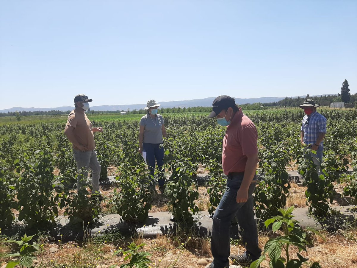 INIARaihuen's tweet photo. En Unidad de Validación de riego en frambueso asociado a cubiertas y efecto de la distancia entre hileras en la comuna de Molina #programaextensionberries junto al equipo Prodesal en una nueva temporada de evaluación @FIA_Chile @IntendenciaVII @iniachile #Prodesal @MinagriMaule https://t.co/HMKlB0sbSN