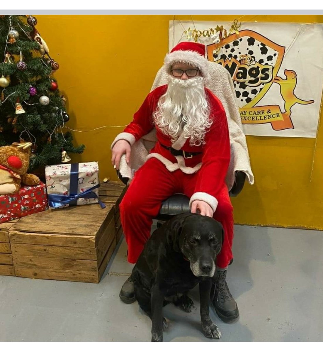 Benji been to doggy day care to see father Christmas 🎅 🐶