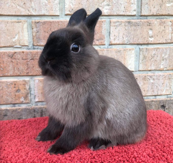 This is my bunny Teddy Bear. https://t.co/uclBMn2j7q<a href="/tag/mvsales"class="tags"><span>#mvsales</span></a>