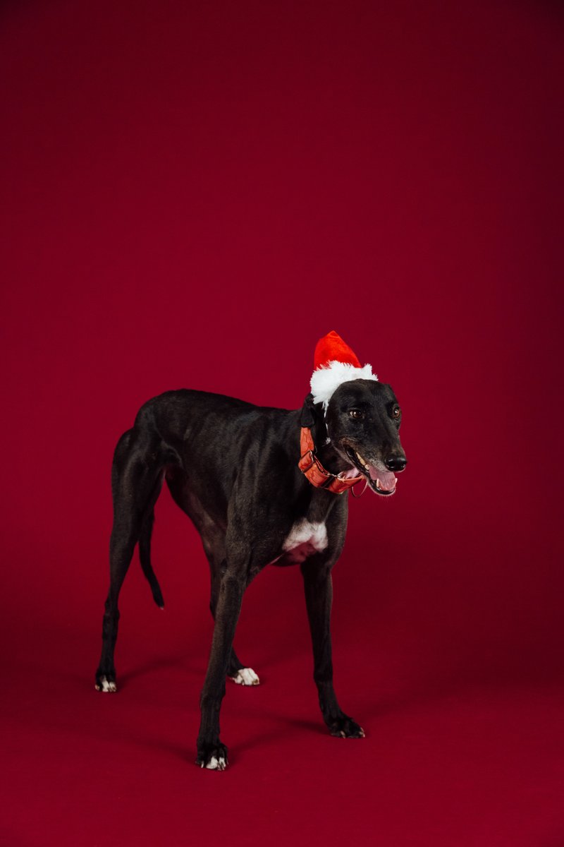 HustleMediaAU's tweet photo. One the one hand, it's been a dog of a year ... on the other hand, it's almost over. We'll be back on January 11, but in the meantime please enjoy our festive dogs celebrating the season 🎄 https://t.co/dt3awU29HA