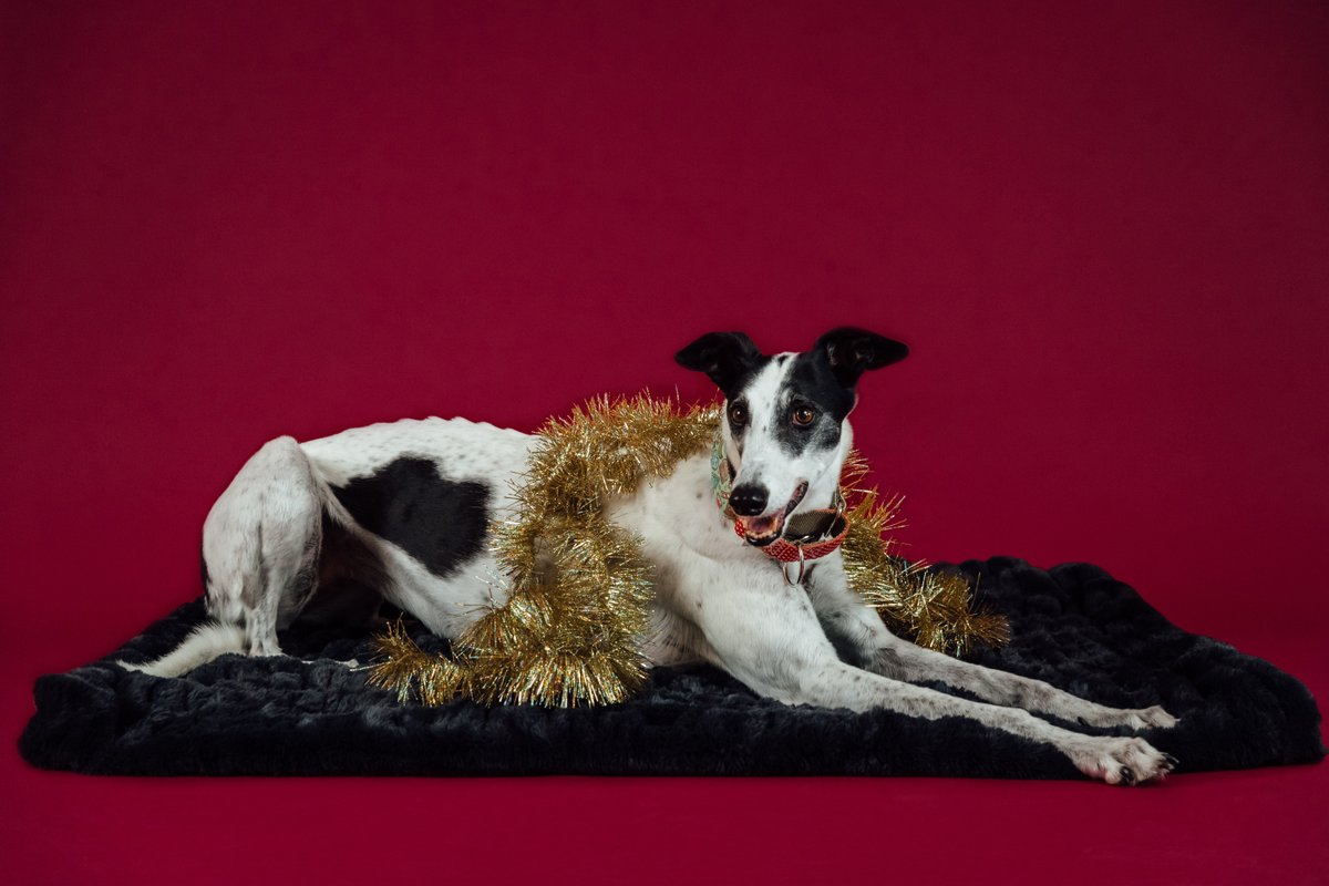 HustleMediaAU's tweet photo. One the one hand, it's been a dog of a year ... on the other hand, it's almost over. We'll be back on January 11, but in the meantime please enjoy our festive dogs celebrating the season 🎄 https://t.co/dt3awU29HA