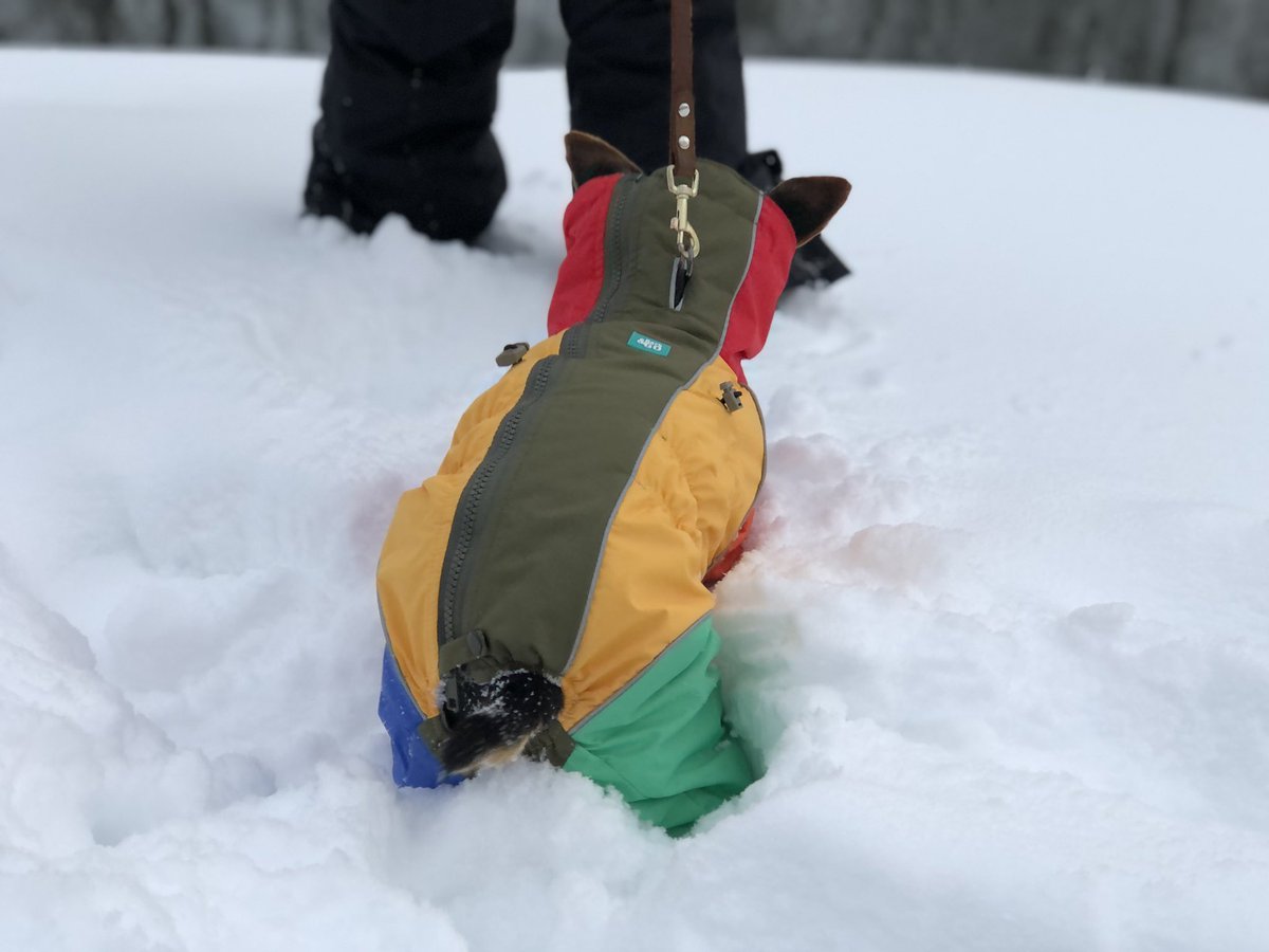 davenmcqueen's tweet image. he’s just another dog in a sweater