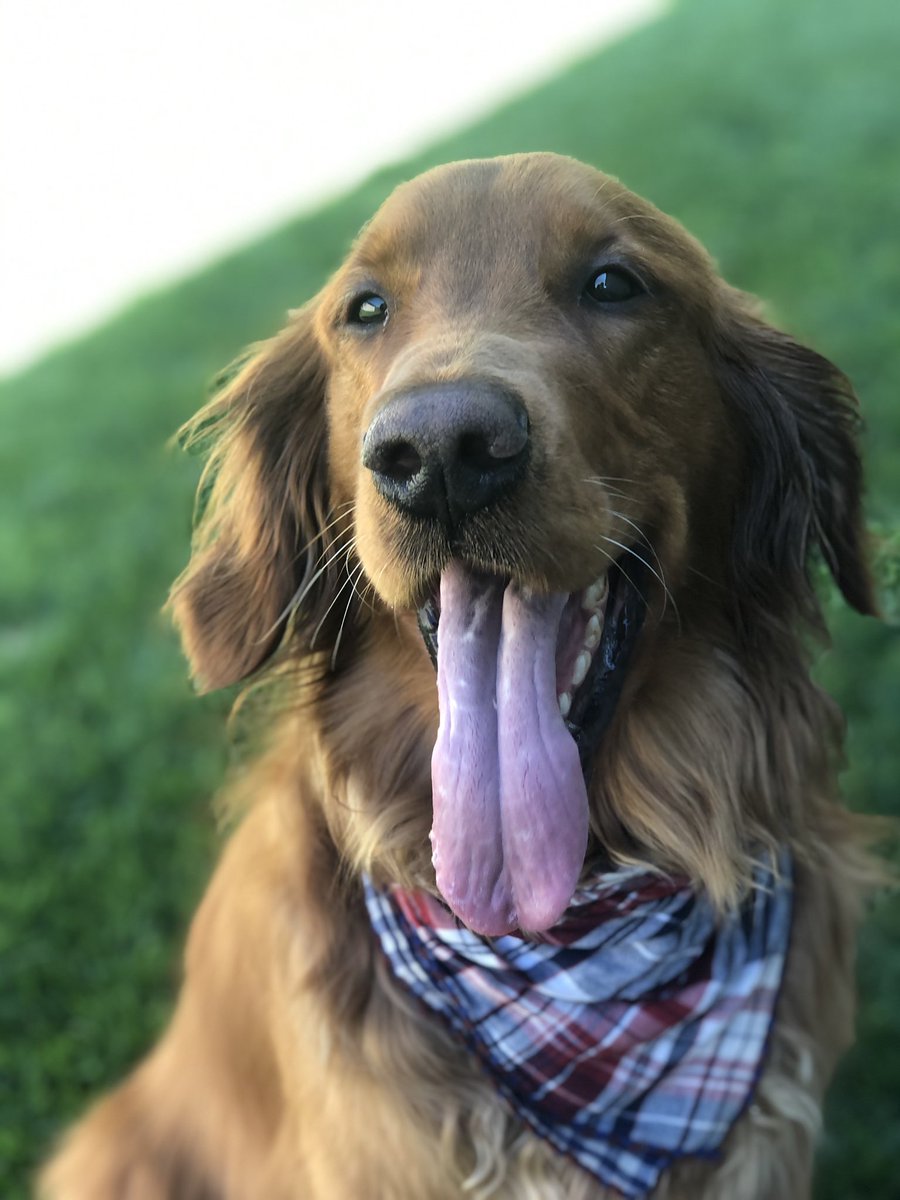 TressaRadach's tweet photo. @budweiserusa @dog_rates Cheddar wants to be the new face of Budweiser! #Pupweiser https://t.co/ic9IwtnzVc