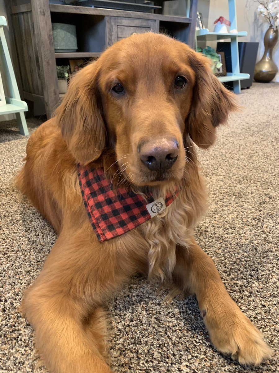 TressaRadach's tweet photo. @budweiserusa @dog_rates Cheddar wants to be the new face of Budweiser! #Pupweiser https://t.co/ic9IwtnzVc