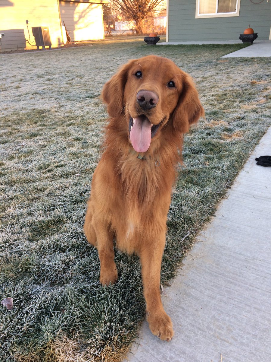 TressaRadach's tweet photo. @budweiserusa @dog_rates Cheddar wants to be the new face of Budweiser! #Pupweiser https://t.co/ic9IwtnzVc
