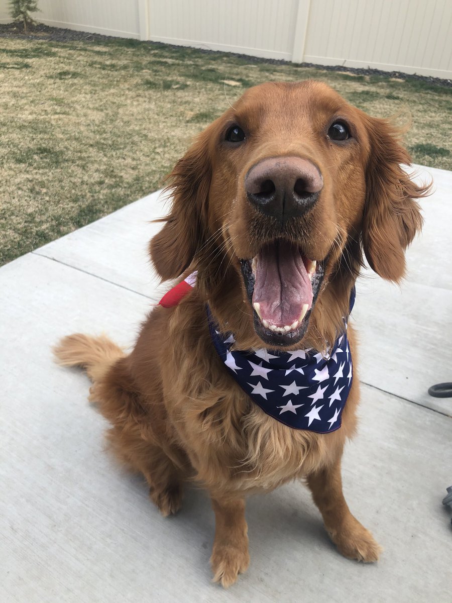 TressaRadach's tweet photo. @budweiserusa @dog_rates Cheddar wants to be the new face of Budweiser! #Pupweiser https://t.co/ic9IwtnzVc